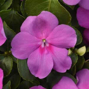 Impatiens Beacon Blue Pearl NEW 48 plants per tray (Reg. 39.92)